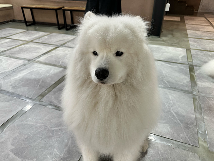 dog1