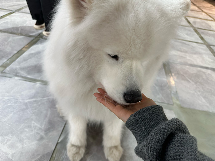 dog3